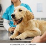 探索天地棋牌手机官网的精彩游戏世界与玩法技巧 cpia2usjg